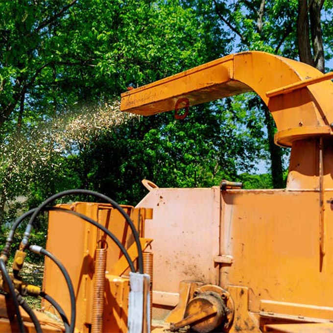 Lacey & Lacey Services LLC Tree Expert