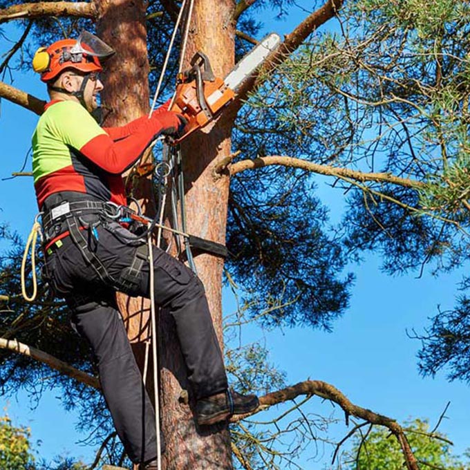 Lacey & Lacey Services LLC Tree Expert